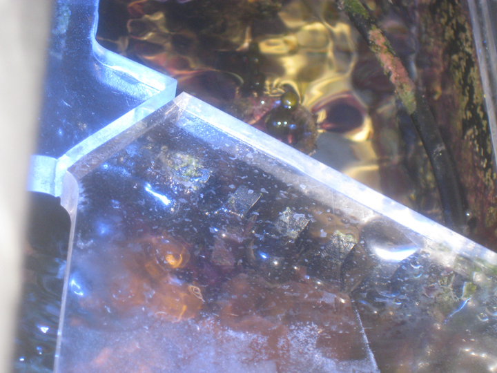 Cracked euro acrylic tank opinions Reef Sanctuary